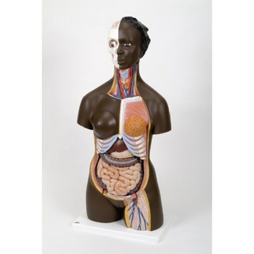 Modello anatomico tronco - ZKJ-179-E - Educational + Scientific Products Ltd