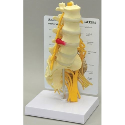 Modello anatomico lombare - GBM-036 - Educational + Scientific Products Ltd - di nervo / di costola / di osso sacro