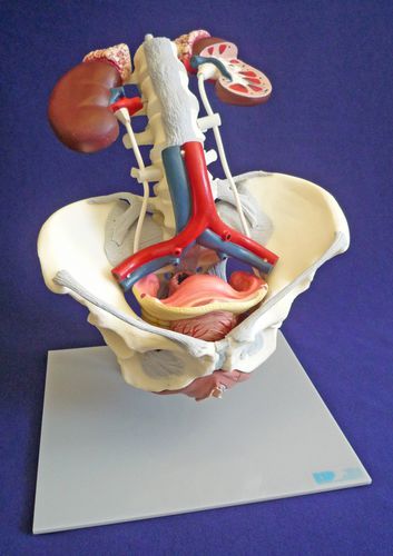 Modello anatomico di bacino - ZKK-168-C - Educational + Scientific Products Ltd - di pavimento pelvico / aorta addominale / lombare