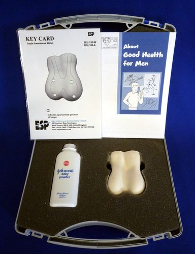 Modello anatomico di testicoli - ZKL-130-W - Educational + Scientific Products Ltd - ad uso didattico / in plastica / bianco