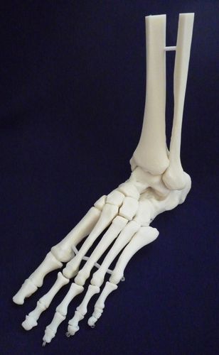 Modello anatomico di scheletro - ZJY-900-X - Educational + Scientific Products Ltd - di piede / di articolazione / di tibia