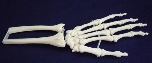 Modello anatomico di scheletro - ZJY-750-S - Educational + Scientific Products Ltd - di articolazione / di polsi / ad uso didattico
