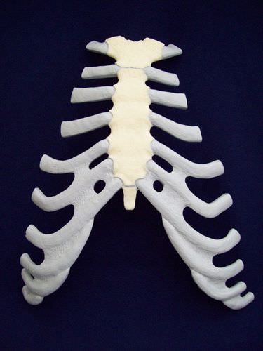 Modello anatomico di sterno - ZJY-240-030K - Educational + Scientific Products Ltd - ad uso didattico