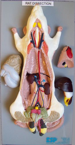 Modello anatomico di dissezione - ZKA-806-Y - Educational + Scientific Products Ltd - di stomaco / di cuore / di corpo intero