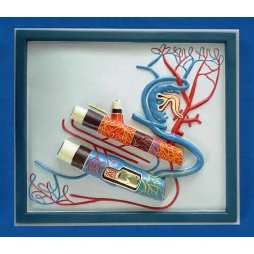 Modello vascolare di vena - ZKJ-678-L - Educational + Scientific Products Ltd - di sistema circolatorio / di arteria / ad uso didattico