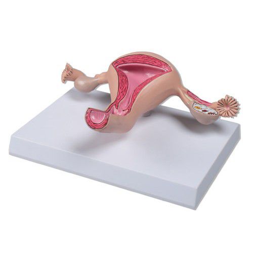 Modello anatomico di collo dell’utero - ZKK-324-U - Educational + Scientific Products Ltd - di ovaia / di utero / ad uso didattico