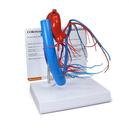 Modello anatomico di cuore - 2575 - GPI Anatomicals - cardiaco / di arterie coronarie / per cure cardiopolmonari