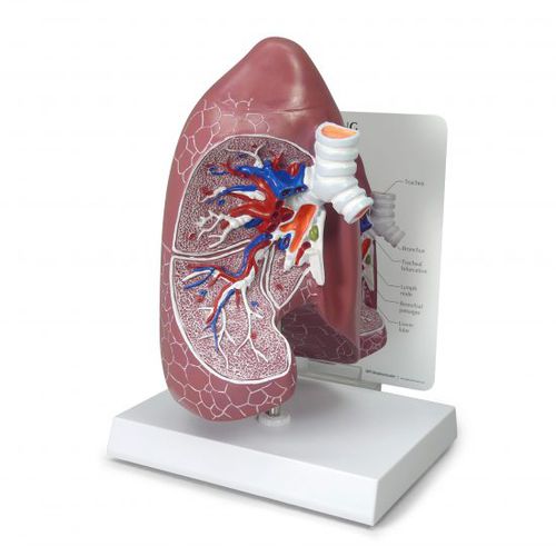 Modello anatomico di polmone - 3100 - GPI Anatomicals - di trachea / di bronco / ad uso didattico