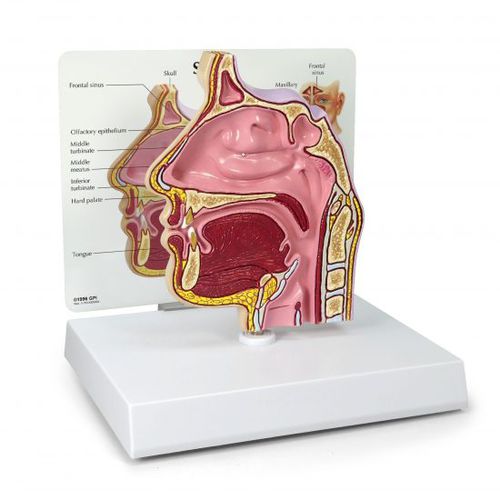 Modello anatomico di seno nasale - 2850 - GPI Anatomicals - di seno nasale / di naso / nasale