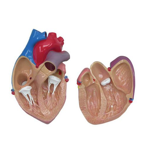 Modello anatomico di cuore - 2500 - GPI Anatomicals - di vena cava / per cure cardiopolmonari / ad uso didattico
