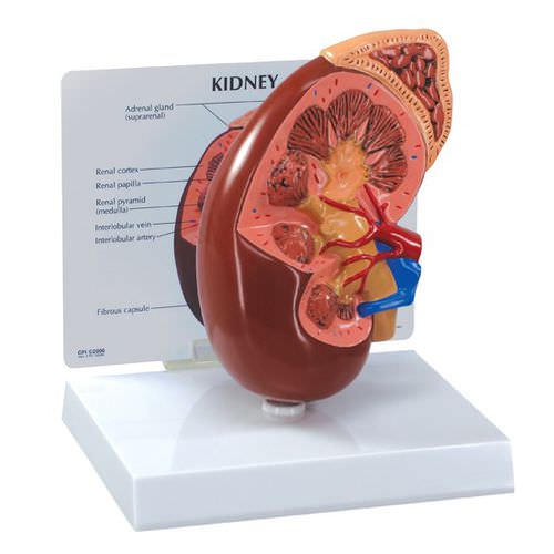 Modello anatomico arteria renale - 3250 - GPI Anatomicals - di vena / rene / uretere