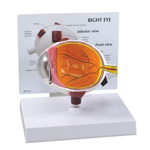 Modello anatomico di occhio - 2750 - GPI Anatomicals - ad uso didattico