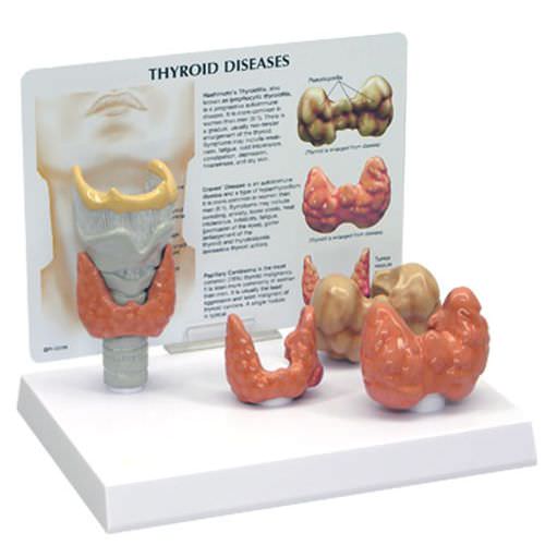 Modello anatomico di laringe - 3150 - GPI Anatomicals - di trachea / tiroide / ad uso didattico