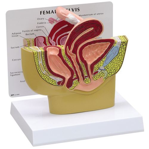 Modello anatomico di bacino - 3500 - GPI Anatomicals - di ovaia / di trombe di Falloppio / ad uso didattico