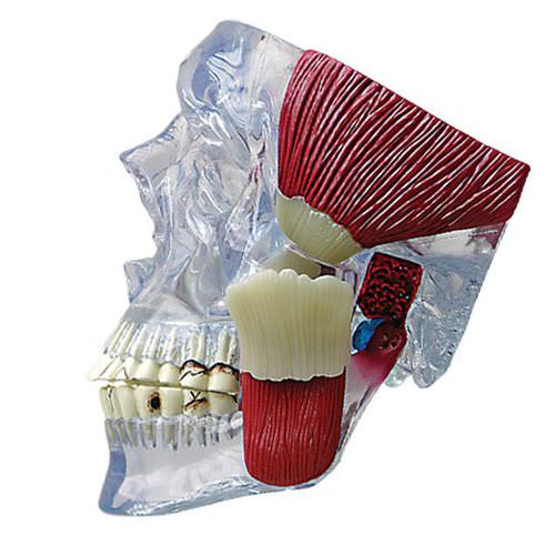 Modello anatomico di mandibola - 2880 - GPI Anatomicals - odontoiatrico / ad uso didattico / trasparente
