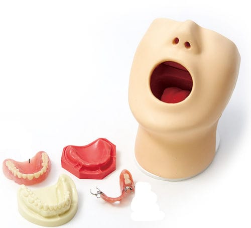 Modello anatomico di mandibola - M173 - Sakamoto Model Corporation - nasale / di dentatura / di lingua