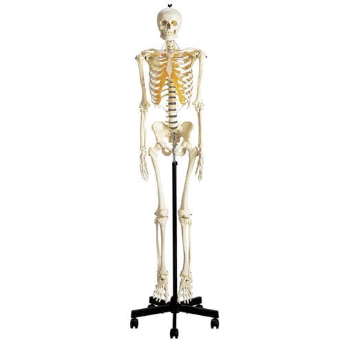 Modello anatomico di scheletro - S100 - Sakamoto Model Corporation - ad uso didattico