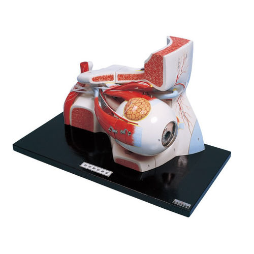 Modello anatomico di occhio - S171 - Sakamoto Model Corporation - ad uso didattico / con orbita