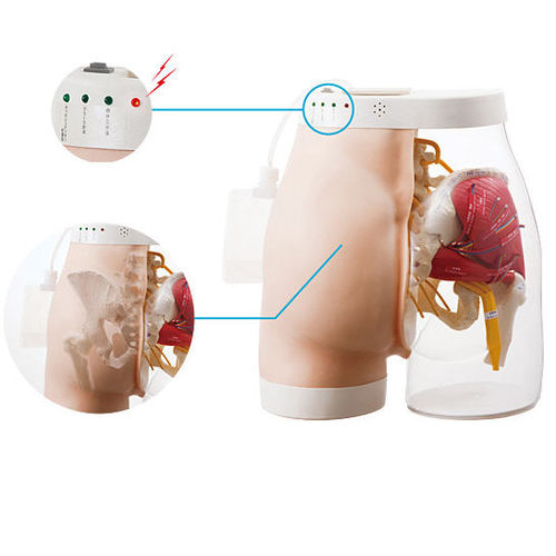 Modello anatomico di gluteo - M152-1 - Sakamoto Model Corporation - didattico / per iniezioni intramuscolari / di palpazione