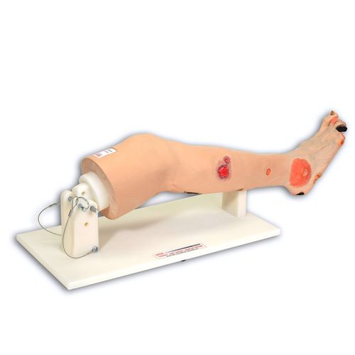 Modello anatomico di gamba - Annie™  - VATA, Inc. - didattico / ad uso didattico / di trattamento delle piaghe da decubito