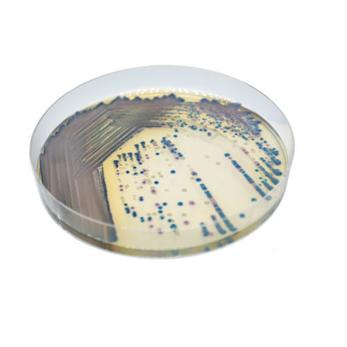 Mezzo reattivo - CO262 - CHROMagar - per isolamento batterico / per campioni di urina / per laboratorio veterinario