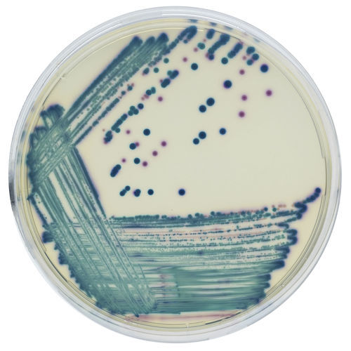 Mezzo reattivo - CGRT2 - CHROMagar - microbiologico / diagnostico / per campioni di urina