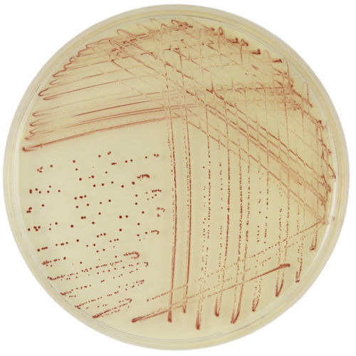 Mezzo reattivo - CP572 - CHROMagar - microbiologico / per campioni di feci / per prodotti agroalimentari