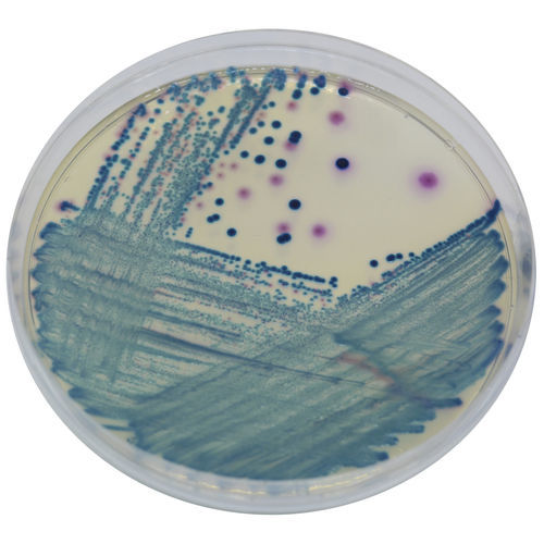 Mezzo reattivo - SC172 - CHROMagar - microbiologico / per campioni di urina / per campioni di feci