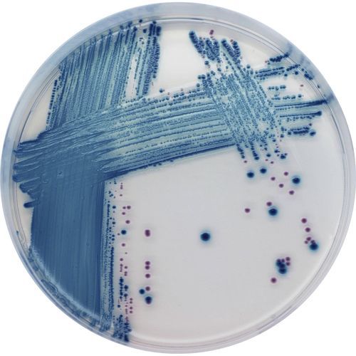 Mezzo reattivo - ST1 series - CHROMagar - microbiologico / per prodotti agroalimentari / dell'Escherichia coli