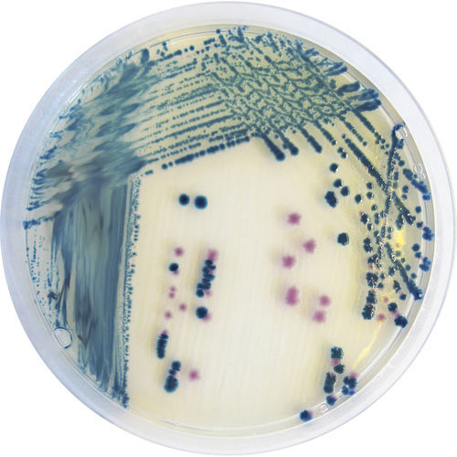 Mezzo reattivo - YE492 - CHROMagar - microbiologico / della Salmonella / degli enterobatteri