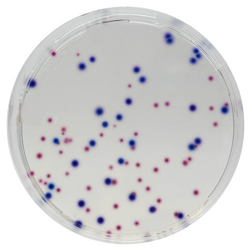 Mezzo reattivo - EF342 - CHROMagar - microbiologico / per analisi di acque / dell'Escherichia coli