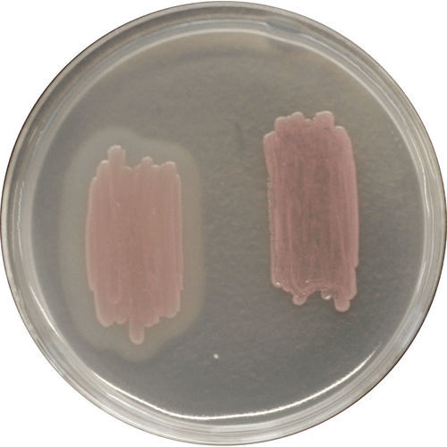 Mezzo reattivo - LK970 - CHROMagar - microbiologico / da laboratorio / per la sicurezza alimentare