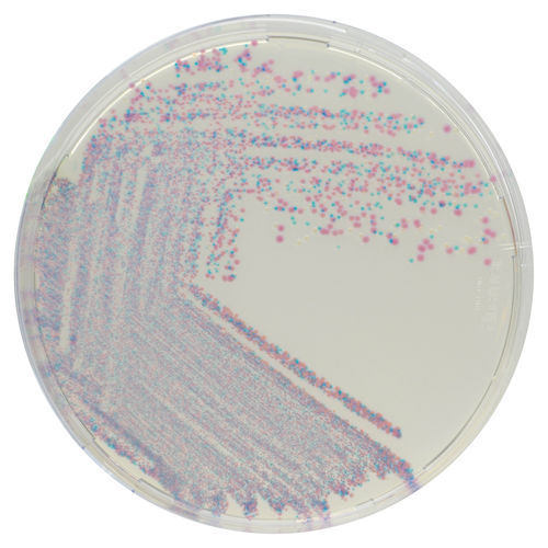 Mezzo reattivo - CQ382 - CHROMagar - microbiologico / per laboratorio veterinario / dello stafilococco aureo