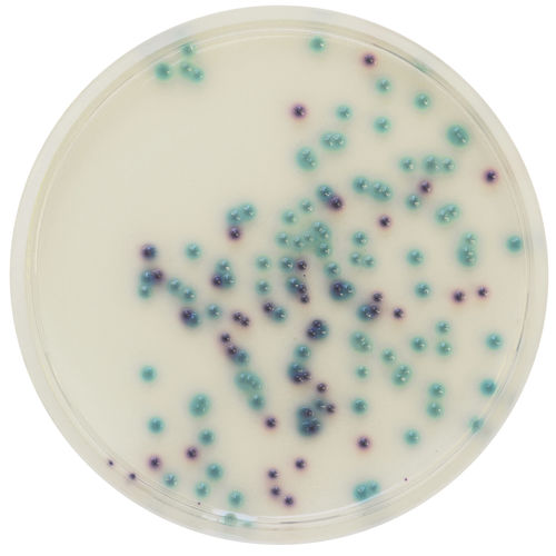 Mezzo reattivo - PS832 - CHROMagar - microbiologico / per laboratorio veterinario / in polvere