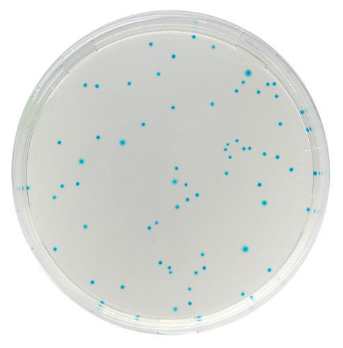 Mezzo reattivo - EC16 series - CHROMagar - microbiologico / per laboratorio veterinario / di piombo