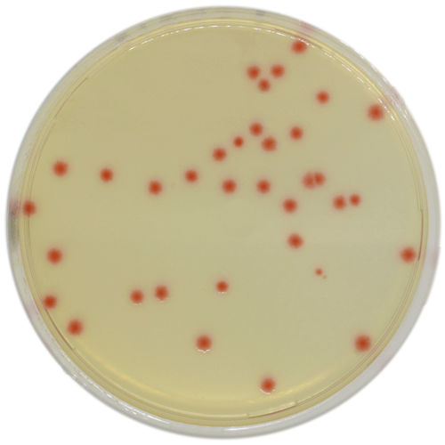 Mezzo reattivo - PF652 - CHROMagar - microbiologico / per laboratorio veterinario / del Clostridium perfringens