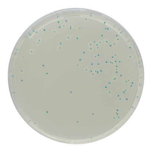 Mezzo reattivo - LM852 - CHROMagar - microbiologico / per laboratorio veterinario / della Lysteria monocytogenes