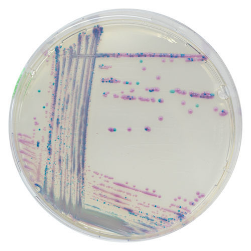 Mezzo reattivo - TA672 - CHROMagar - per tessuti / diagnostico / per prodotti agroalimentari