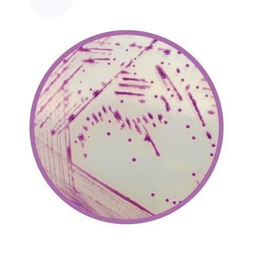 Mezzo reattivo - CHROMagar™  - CHROMagar - per laboratorio veterinario / batteriologico