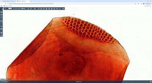 Software da laboratorio - WebViewer - 3DHISTECH Ltd. - di gestione / di visualizzazione / di acquisizione