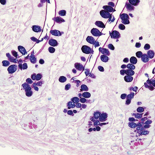 Reagente colorante - 38016SS4A - Leica Biosystems - per istopatologia / per istologia / da ricerca
