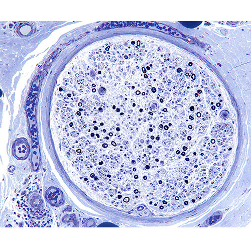 Reagente colorante - 38017SS23 - Leica Biosystems - per istologia / in polvere