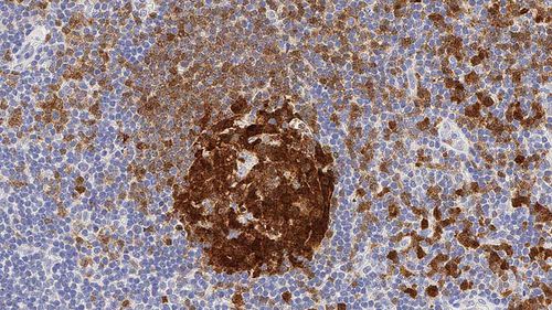Reagente anticorpo - BOB-1 - Leica Biosystems - anticorpo monoclonale / per istopatologia / diagnostico