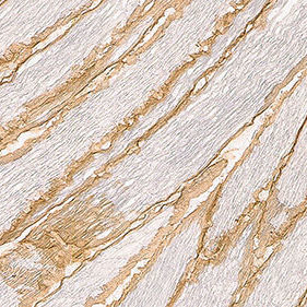 Reagente anticorpo monoclonale - B-DG-CE - Leica Biosystems - diagnostico / per immunoistochimica / per immunolocalizzazione