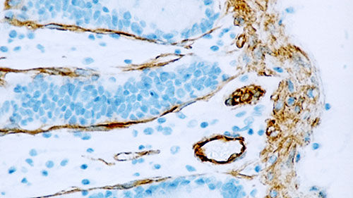 Reagente anticorpo monoclonale - CAVEOLIN-1-L - Leica Biosystems - anticorpo / per immunoistochimica / da ricerca