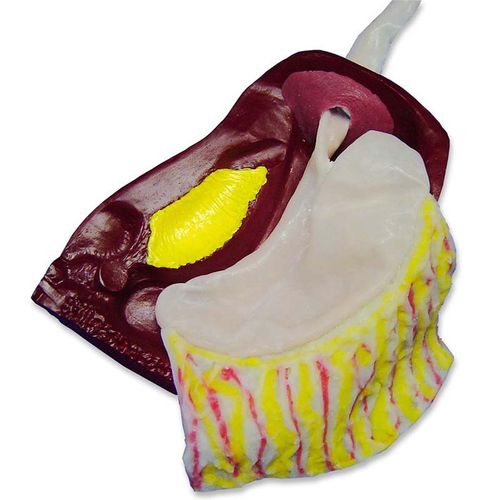 Modello anatomico addominale - LNF-10 - Simulab Corporation - per chirurgia / didattico / per laparascopia
