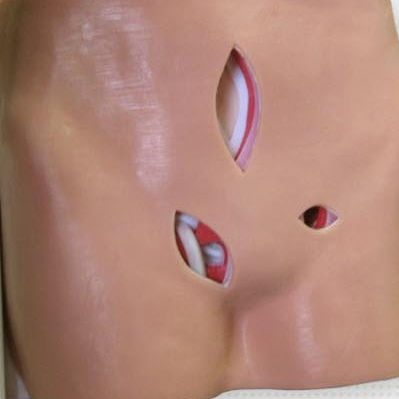 Modello anatomico corpo - HTM-30 - Simulab Corporation - epigastrico / ventrale / di testicoli