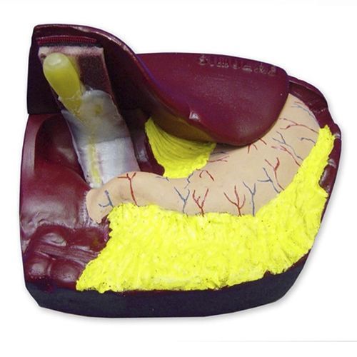 Modello anatomico pelvico - LC-10 - Simulab Corporation - di arteria / di fegato / di duodeno