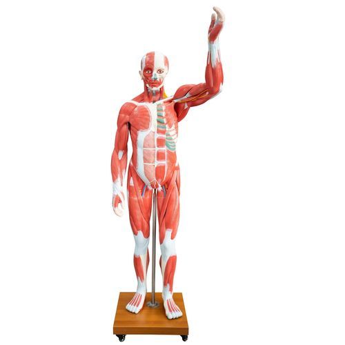 Modello anatomico di muscolo - XC-339 - Xincheng Scientific Industries Co., Ltd. - di corpo intero / ad uso didattico