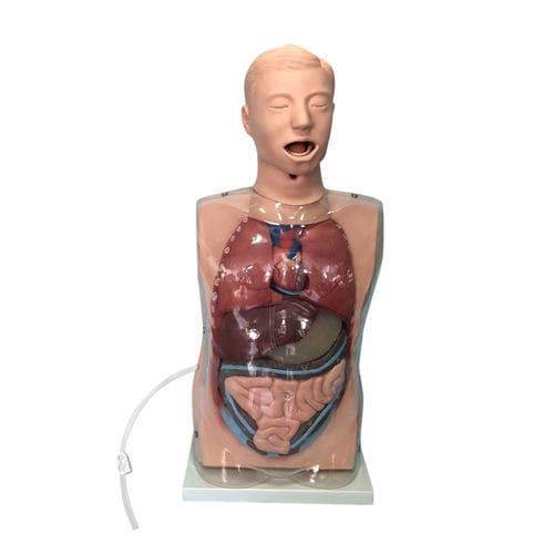 Modello anatomico apparato digestivo - XC-405-2 - Xincheng Scientific Industries Co., Ltd. - tronco / didattico